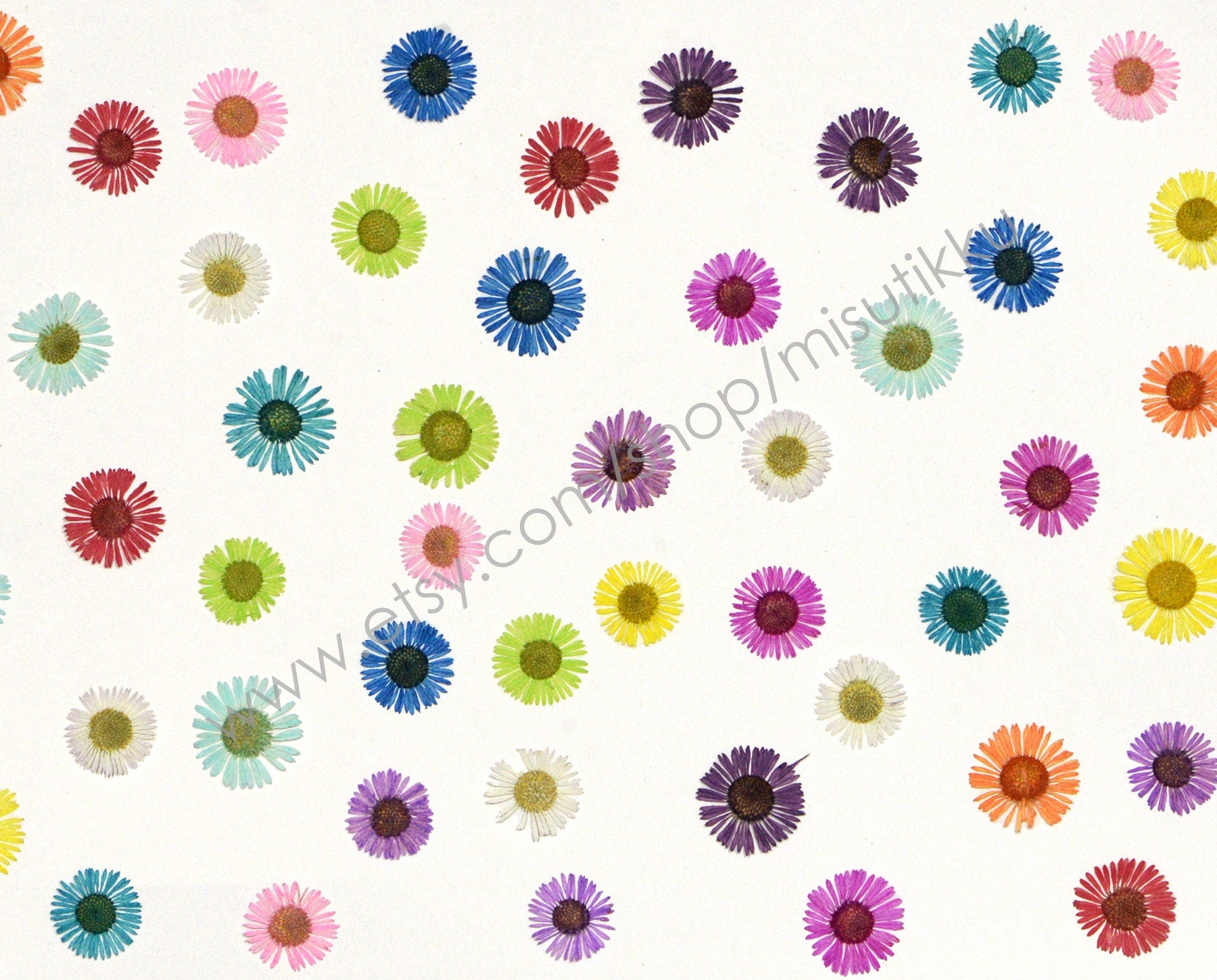 20 PCS Set (1-1.5CM) Pressed Flower Fleabane Daisy Mixed Real Dry Pressed flower Pressed Tiny Flat Flower Preserved Dried Daisies Bulk