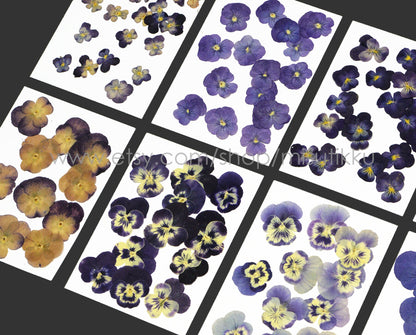 20 PCS/Set (2-4CM) Pressed Pansy Flowers real Pansy Viola Flower Real Dry Purple Pansy Wildflowers Flat Dried Blue Pansies Viola Flower