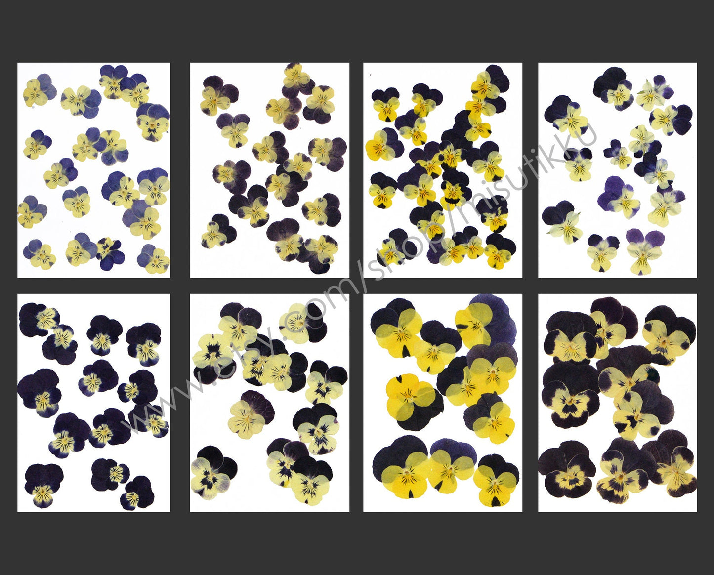 20 PCS/PACK (1.5-5CM) Dried Pressed Viola Pansy Flowers real Mixed Pansy Viola Flower Dry Yellow Pansies Flat Pressed Viola Flower Bulk