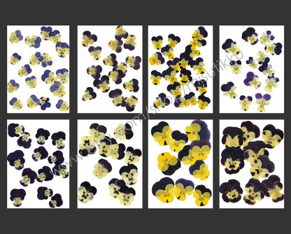 20 PCS/PACK (1.5-5CM) Dried Pressed Viola Pansy Flowers real Mixed Pansy Viola Flower Dry Yellow Pansies Flat Pressed Viola Flower Bulk