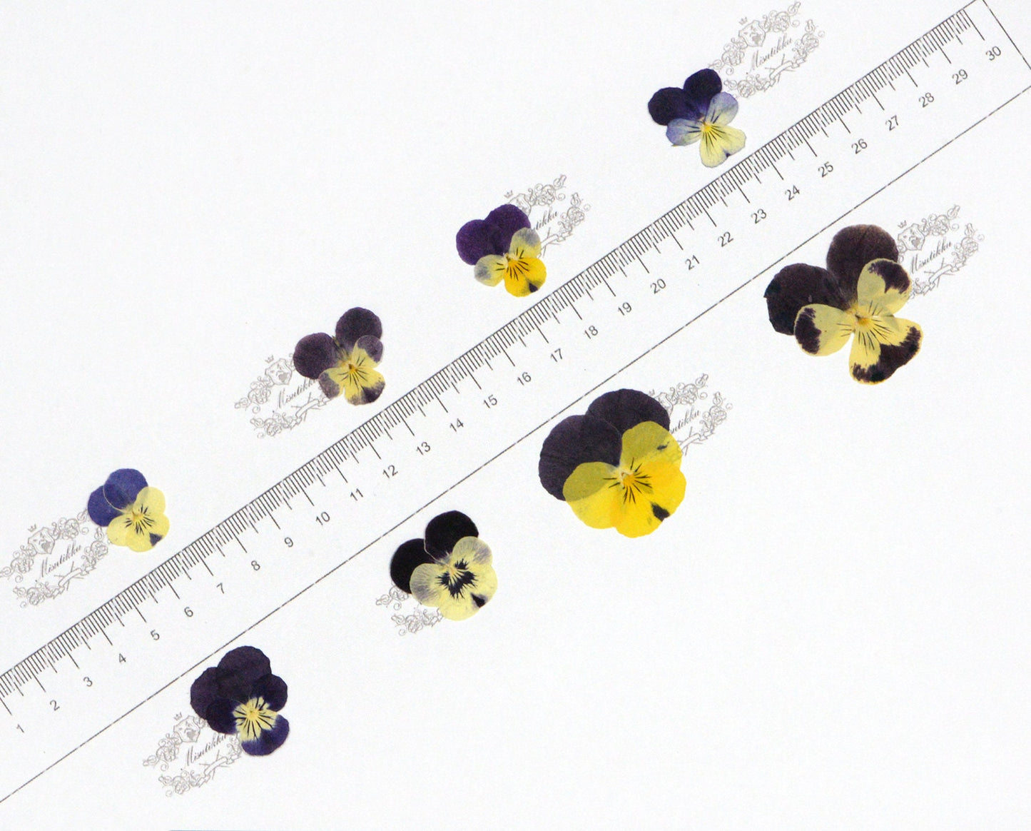 20 PCS/PACK (1.5-5CM) Dried Pressed Viola Pansy Flowers real Mixed Pansy Viola Flower Dry Yellow Pansies Flat Pressed Viola Flower Bulk