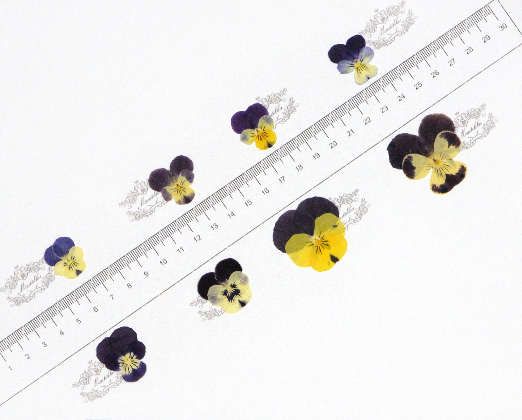 20 PCS/PACK (1.5-5CM) Dried Pressed Viola Pansy Flowers real Mixed Pansy Viola Flower Dry Yellow Pansies Flat Pressed Viola Flower Bulk