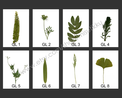 20 PCS Set (6-14CM) rea Pressed Flower Leaf Pressed Fern Dried Leaves Preserved Dry Flat Pressed Flower Petal Leaf Floral Foliage Stem