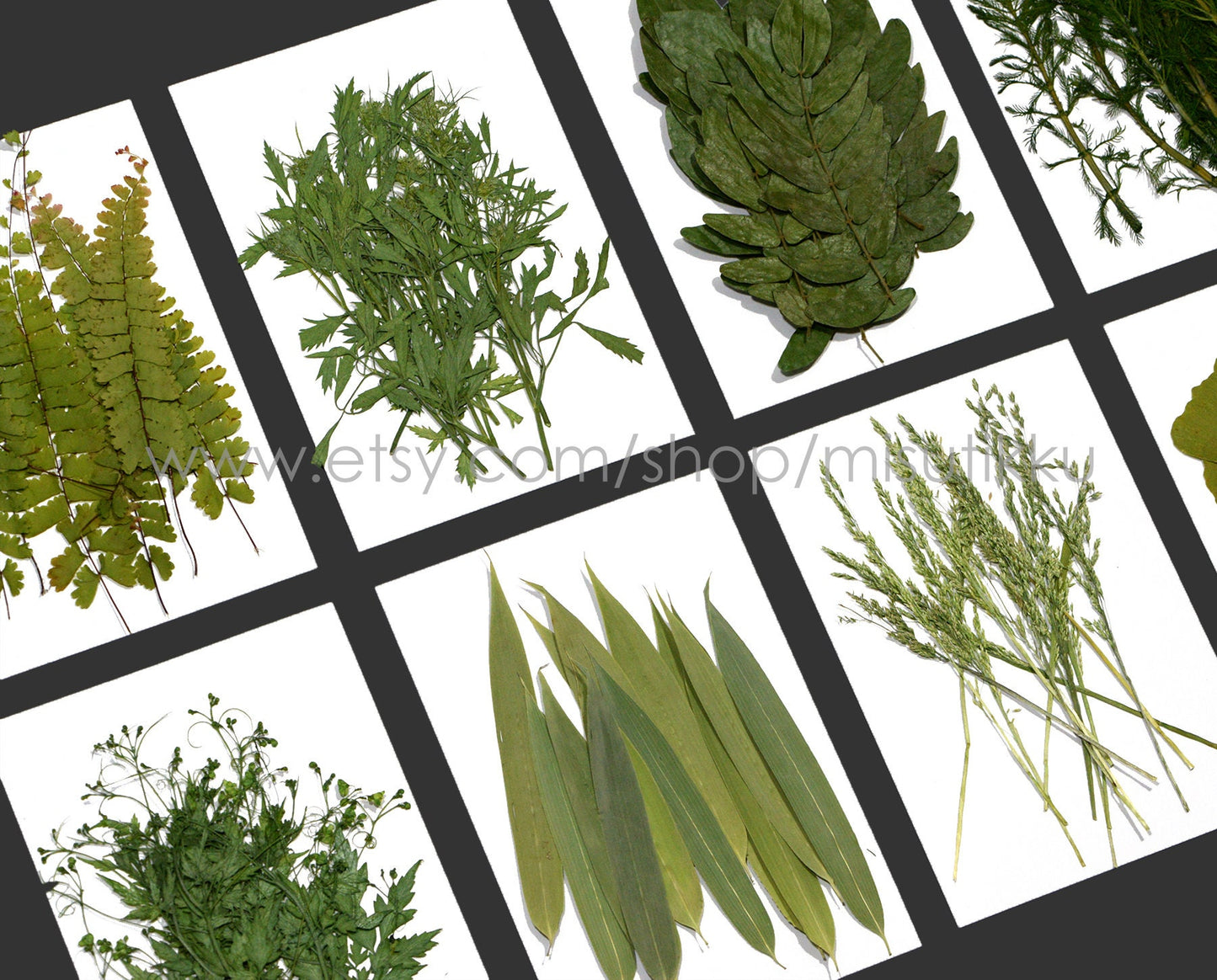 20 PCS Set (6-14CM) rea Pressed Flower Leaf Pressed Fern Dried Leaves Preserved Dry Flat Pressed Flower Petal Leaf Floral Foliage Stem