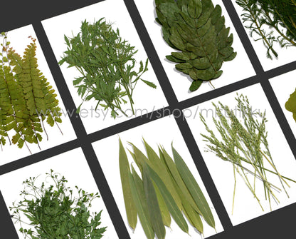 20 PCS Set (6-14CM) rea Pressed Flower Leaf Pressed Fern Dried Leaves Preserved Dry Flat Pressed Flower Petal Leaf Floral Foliage Stem