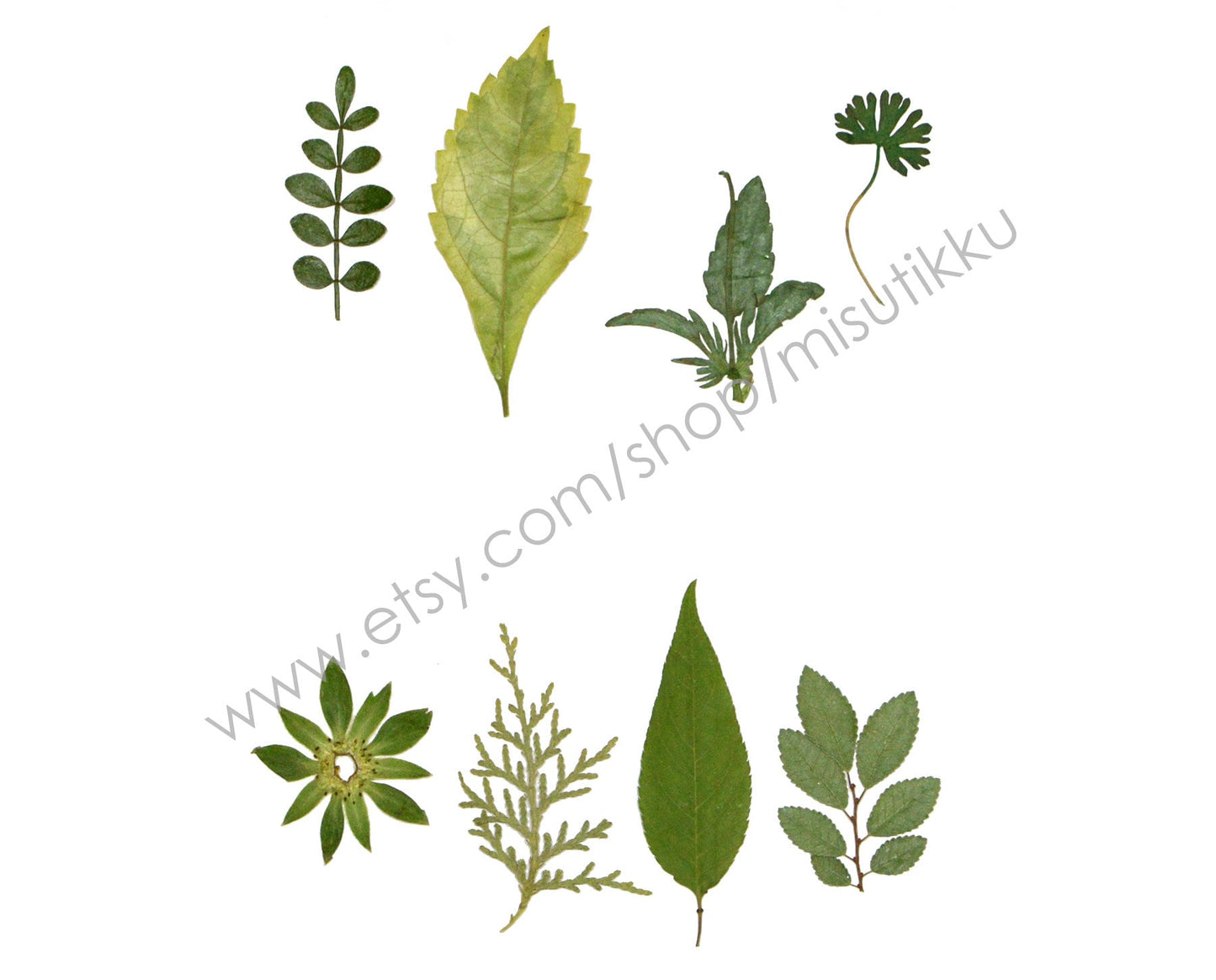 20 PCS Set (4-8CM) Pressed Flower Leaves Real flower dried Leaf Flat pressed wildflowers Fern Pressed Real Green leaves Floral Foliage Stems