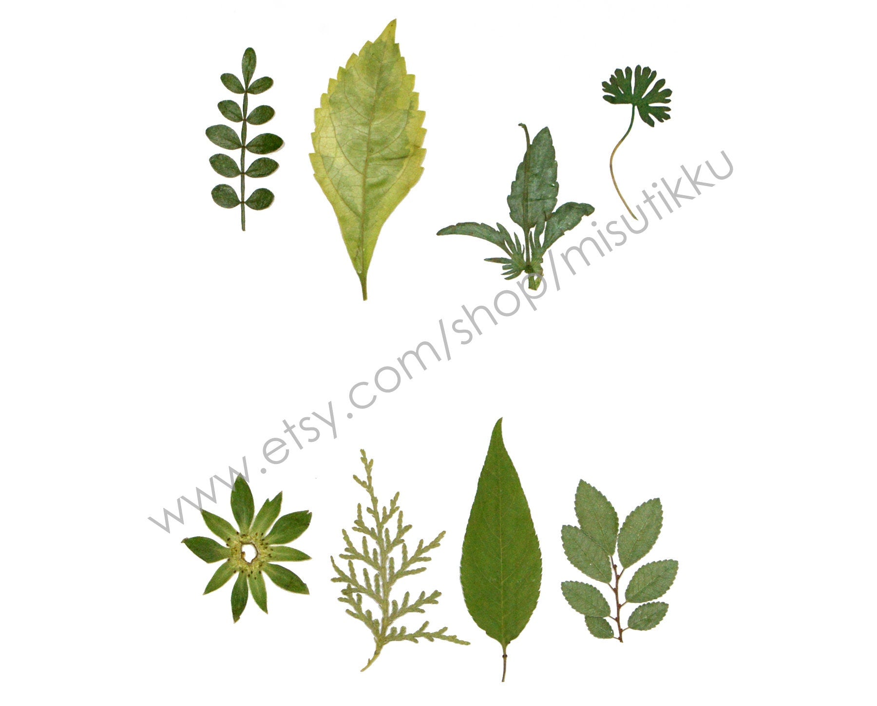 20 PCS/Pack (4-8CM) Pressed Leaves Real flower dried Leaf Flat pressed wildflowers Fern Pressed Real Green leaves Floral Foliage Stems