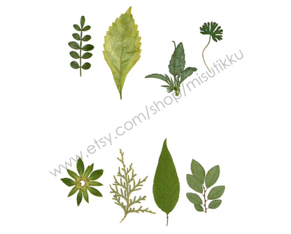 20 PCS/Pack (4-8CM) Pressed Leaves Real flower dried Leaf Flat pressed wildflowers Fern Pressed Real Green leaves Floral Foliage Stems