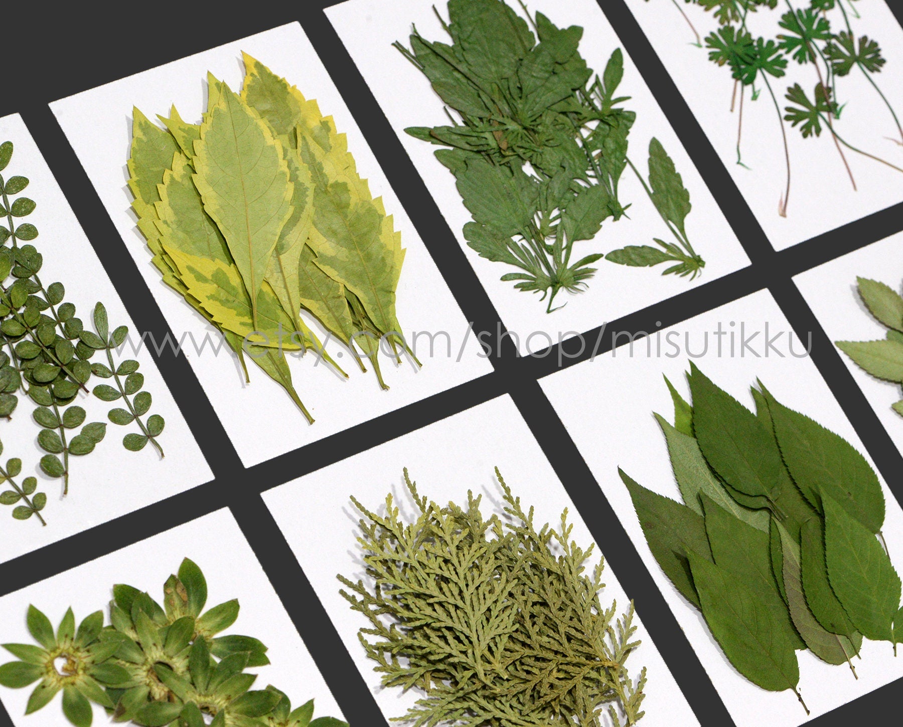20 PCS/Pack (4-8CM) Pressed Leaves Real flower dried Leaf Flat pressed wildflowers Fern Pressed Real Green leaves Floral Foliage Stems