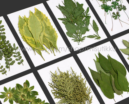 20 PCS/Pack (4-8CM) Pressed Leaves Real flower dried Leaf Flat pressed wildflowers Fern Pressed Real Green leaves Floral Foliage Stems