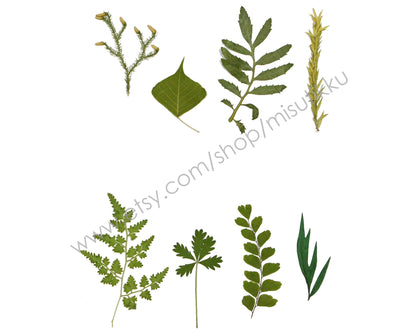 20 PCS/Pack (6-10CM) Pressed flower Leaves Dry Flat real Leaves pressed flower Real leaf Dried Preserved Leaves Greeny Fern Foliage Stems