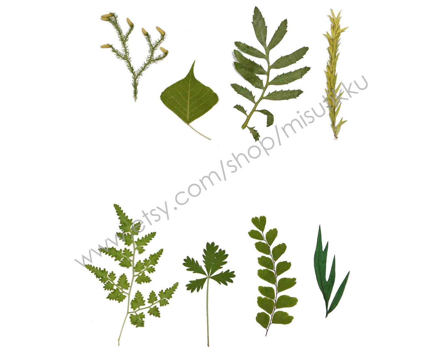 20 PCS Set (6-10CM) Pressed flower Leaves Dry Flat real Leaves Preserved Leaves pressed flowers leaf Real Dried Greeny Fern Foliage Stems