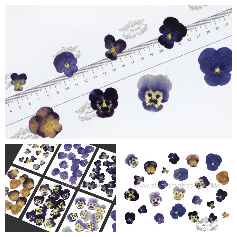 20 PCS Set (1.5-5CM) Dried Pansy Pressed Flower, Real Pressed Dried Pansies Flower, Pressed Flat Viola Pansies, Preserved Flat Viola Flowers