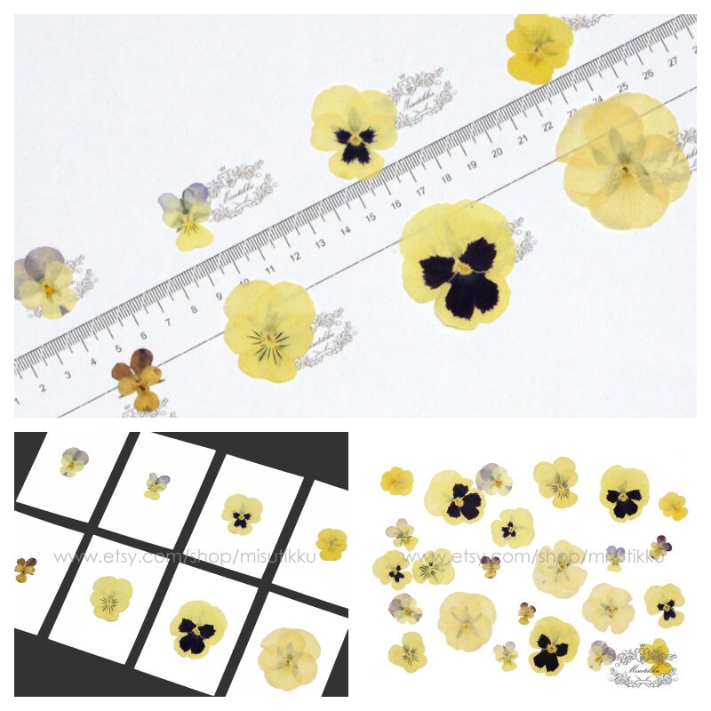 20 PCS Set (1.5-5CM) Dried Pansy Pressed Flower, Real Pressed Dried Pansies Flower, Pressed Flat Viola Pansies, Preserved Flat Viola Flowers