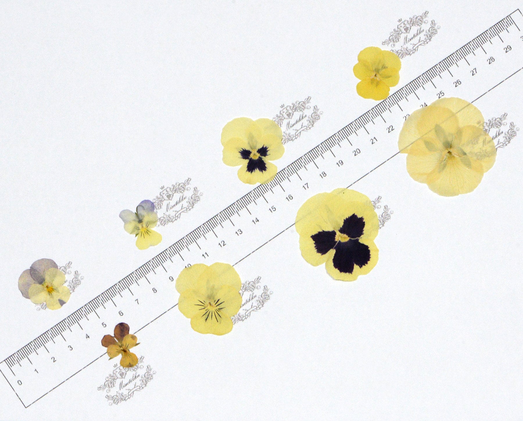 20 PCS/Set (2-4CM) PANSY Pressed Dried Flowers Yellow Pansies Viola Flowers Dry Natural Real Pansy Preserved Wildflower Flat Pansy Flowers