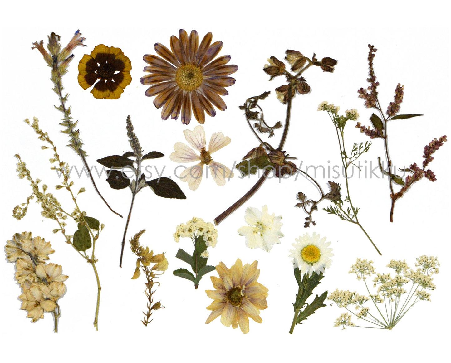 100 PCS Set Pressed Dried Flowers, Ivory White Flowers Assorted, Brown Flower Stems, Real Dried Pressed Flower, Mix Flat White Flowers