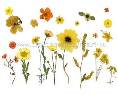 20 PCS Set Dried Pressed Yellow Flower Bulk, Real Pressed Orange Flower Stems, Flat Pressed Flower,Pressed Dried Flower Variety Pack