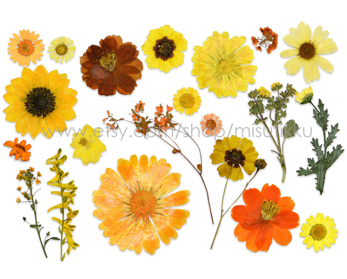 20 PCS Set Dried Pressed Yellow Flower Bulk, Real Pressed Orange Flower Stems, Flat Pressed Flower,Pressed Dried Flower Variety Pack