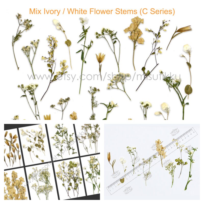 20 PCS Set Pressed Dried Flower Stems, Mixed Ivory White Flowers, Real Dried Pressed White Flowers, Preserved Brown Flat Flowers with Stem