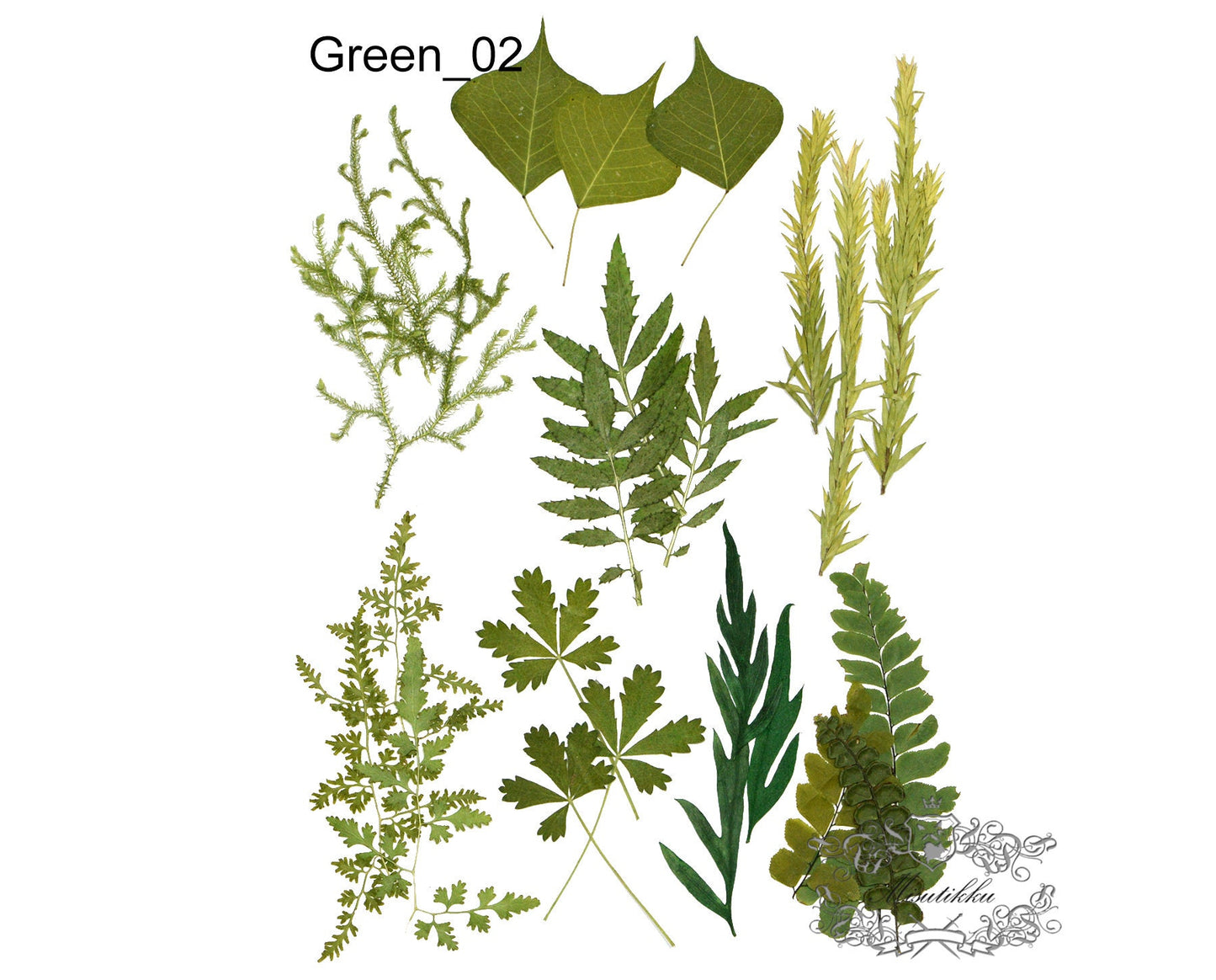 20 PCS Set (6-10CM) Pressed flower Leaves Dry Flat real Leaves Preserved Leaves pressed flowers leaf Real Dried Greeny Fern Foliage Stems