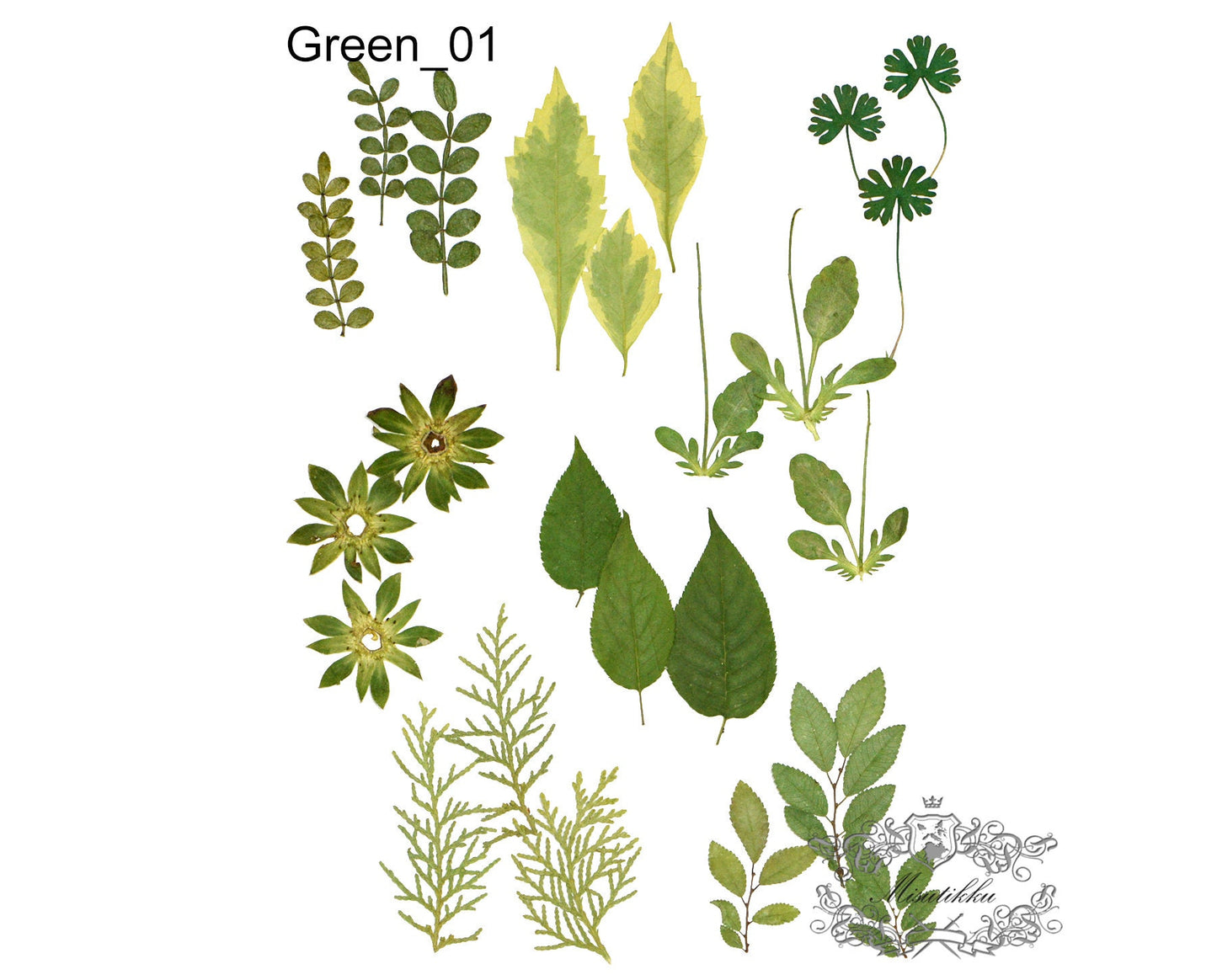 20 PCS/Pack (4-8CM) Pressed Leaves Real flower dried Leaf Flat pressed wildflowers Fern Pressed Real Green leaves Floral Foliage Stems