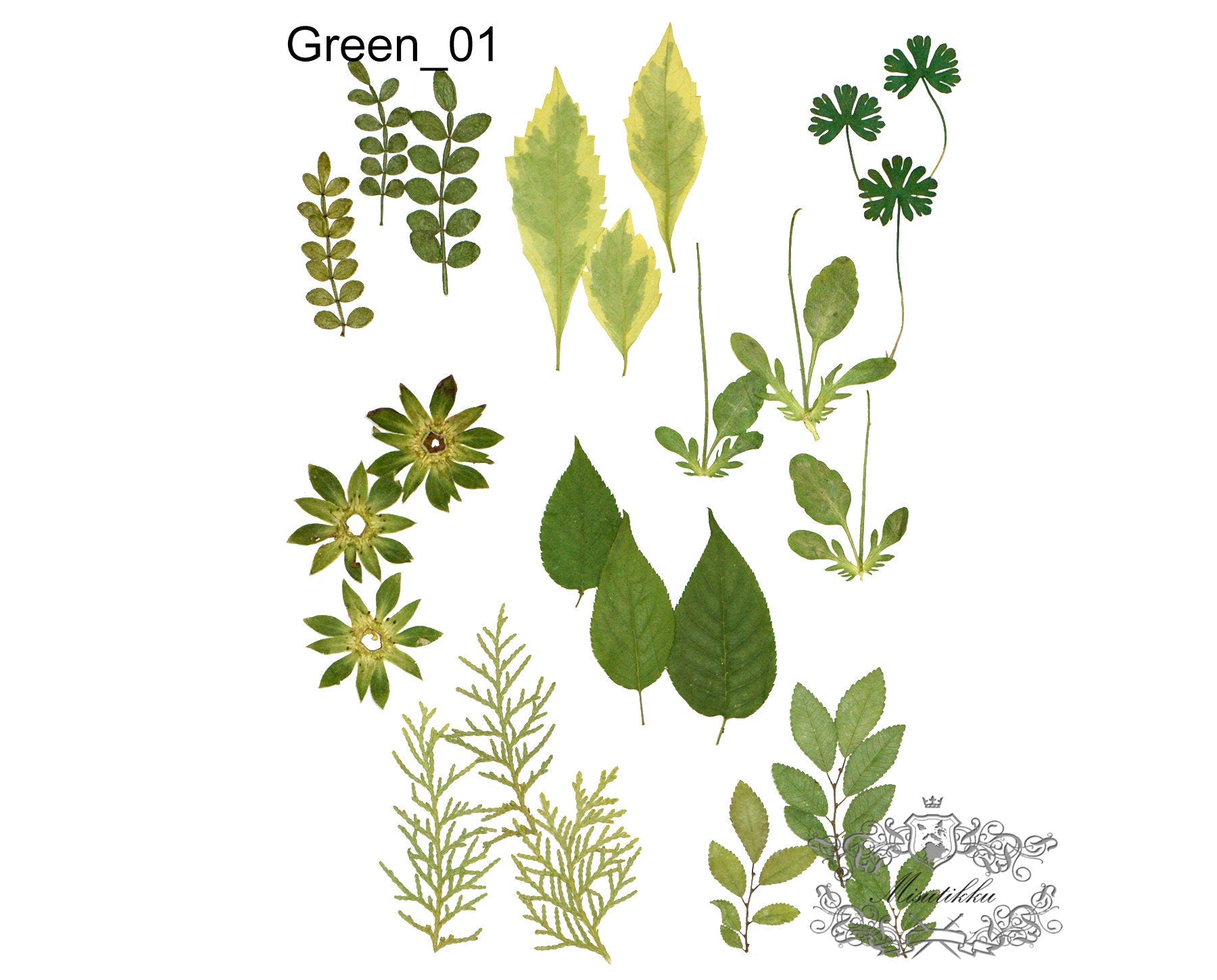 20 PCS/Pack (4-8CM) Pressed Leaves Real flower dried Leaf Flat pressed wildflowers Fern Pressed Real Green leaves Floral Foliage Stems