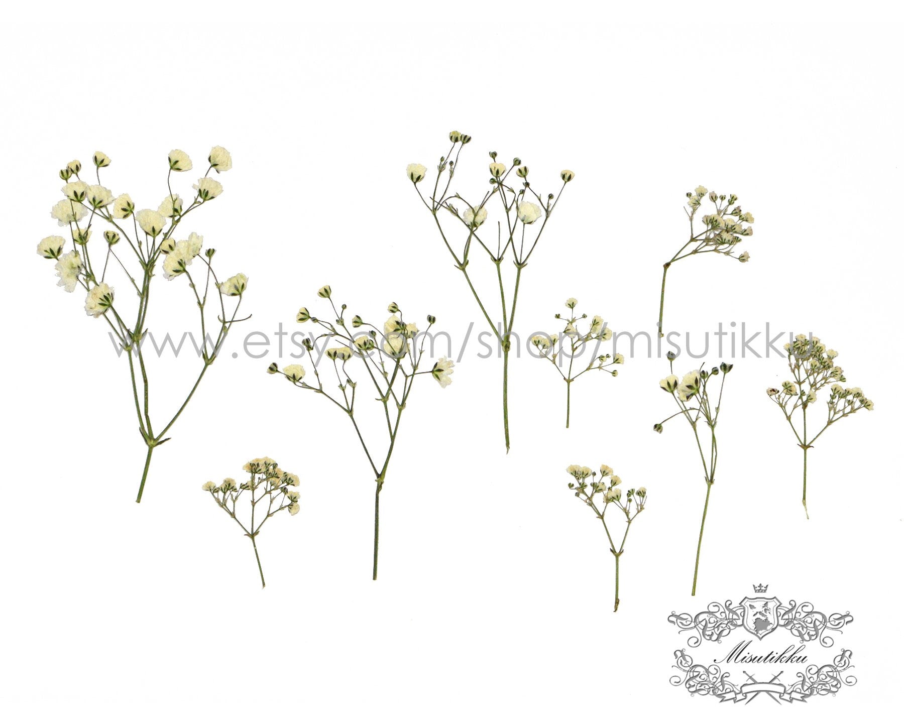 20 PCS Pressed Baby Breath, Ivory White Baby's Breath Flower, Dried Pressed Flowers, Real Dried Pressed Baby’s Breath for Wedding Invitation