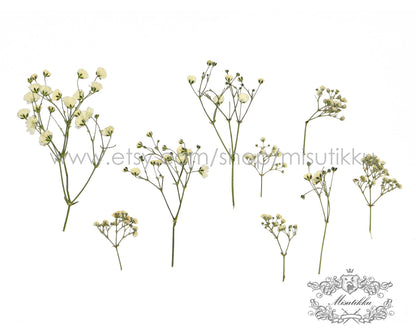 20 PCS Pressed Baby Breath, Ivory White Baby's Breath Flower, Dried Pressed Flowers, Real Dried Pressed Baby’s Breath for Wedding Invitation