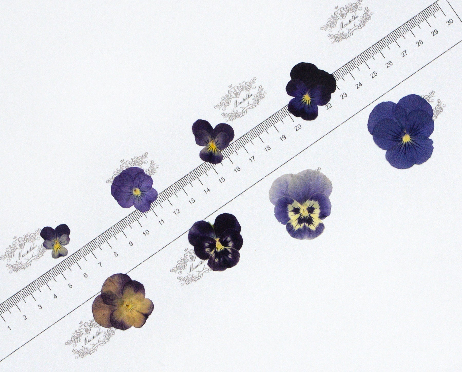 20 PCS/PACK (1.5-5CM) Pressed Dried Pansy Flowers Mixed real Pansy Viola Flower Dry Purple flowers Flat Blue Pansies Pressed Viola Flower