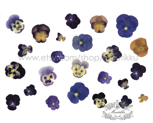 20 PCS/PACK (1.5-5CM) Pressed Dried Pansy Flowers Mixed real Pansy Viola Flower Dry Purple flowers Flat Blue Pansies Pressed Viola Flower
