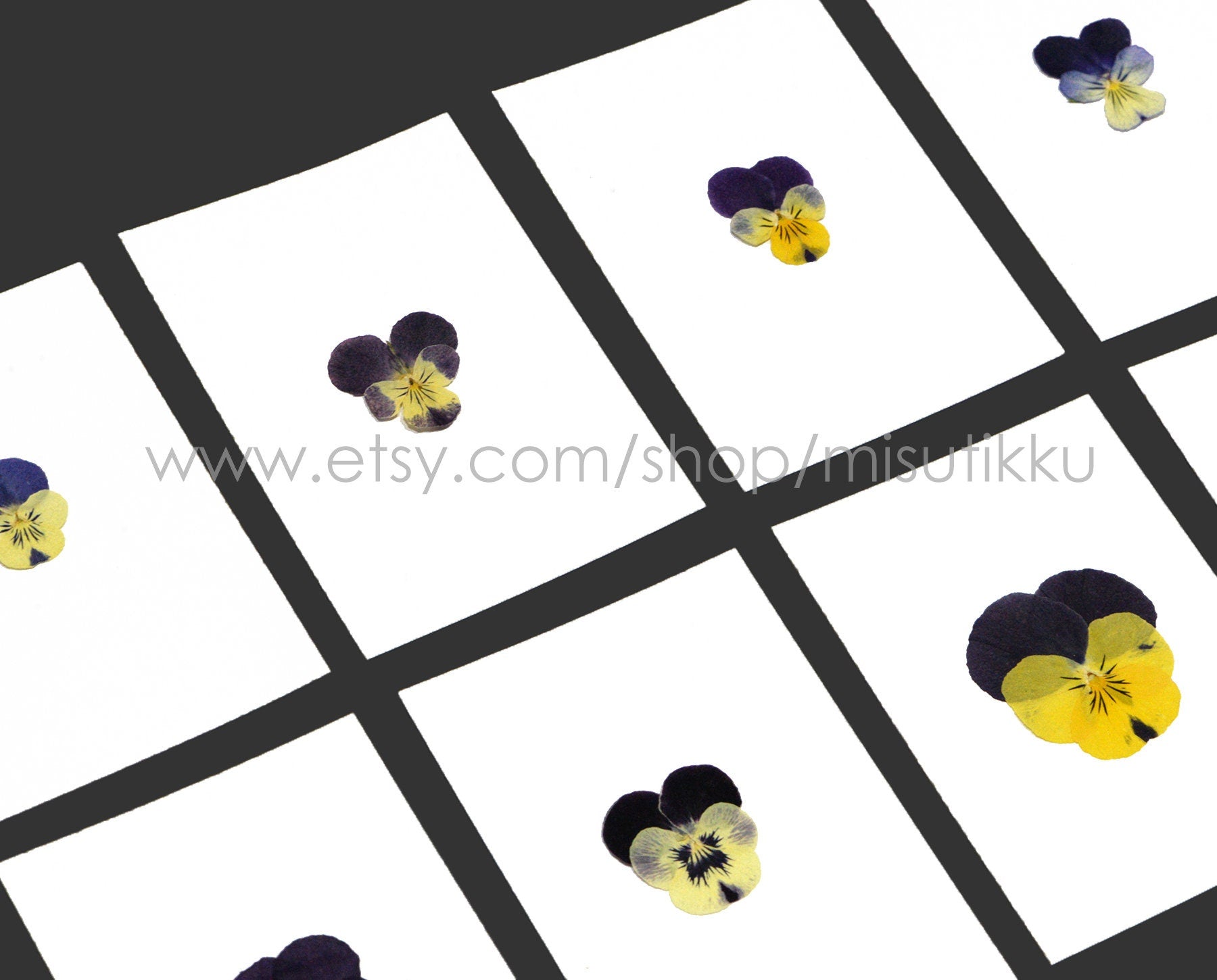 20 PCS/PACK (1.5-5CM) Dried Pressed Viola Pansy Flowers real Mixed Pansy Viola Flower Dry Yellow Pansies Flat Pressed Viola Flower Bulk