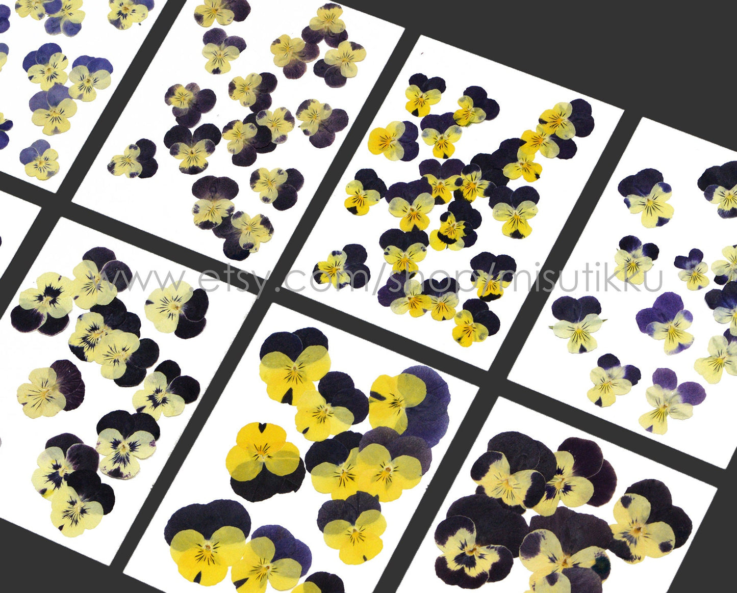 20 PCS/PACK (1.5-5CM) Dried Pressed Viola Pansy Flowers real Mixed Pansy Viola Flower Dry Yellow Pansies Flat Pressed Viola Flower Bulk