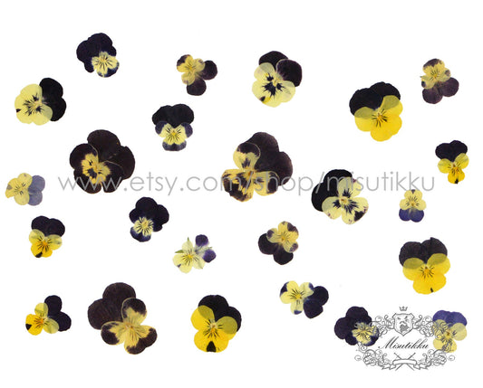 20 PCS/PACK (1.5-5CM) Dried Pressed Viola Pansy Flowers real Mixed Pansy Viola Flower Dry Yellow Pansies Flat Pressed Viola Flower Bulk