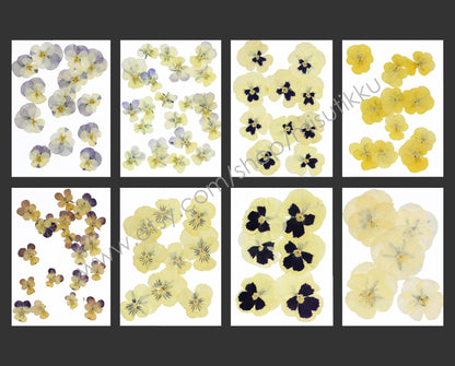 20 PCS Set (1.5-5CM) Dried Pansy Pressed Flower, Real Pressed Dried Pansies Flower, Pressed Flat Viola Pansies, Preserved Flat Viola Flowers