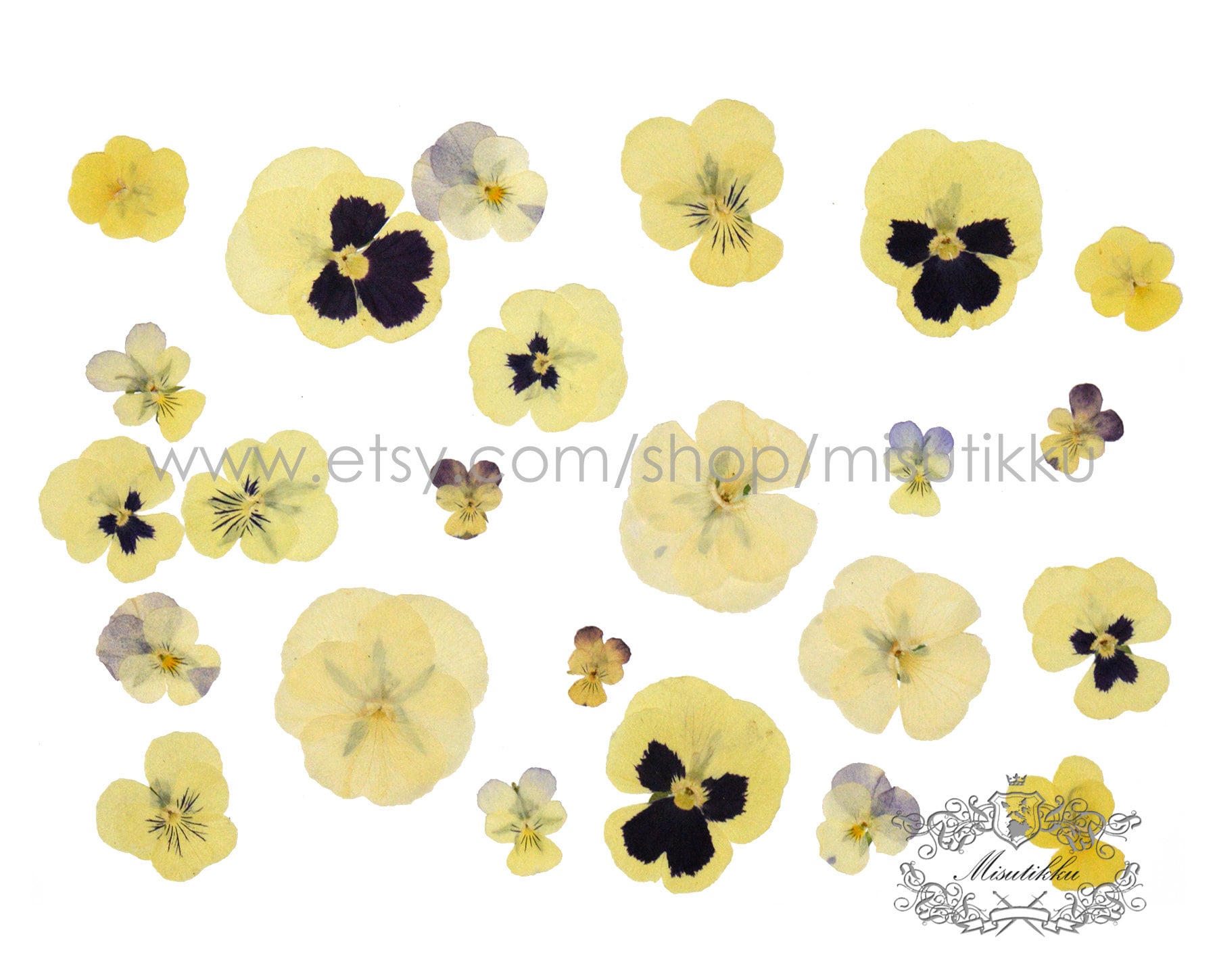 20 PCS/Set (2-4CM) PANSY Pressed Dried Flowers Yellow Pansies Viola Flowers Dry Natural Real Pansy Preserved Wildflower Flat Pansy Flowers