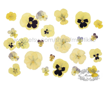 20 PCS/Set (2-4CM) PANSY Pressed Dried Flowers Yellow Pansies Viola Flowers Dry Natural Real Pansy Preserved Wildflower Flat Pansy Flowers