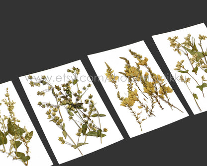 20 PCS Set Pressed Flower with Stems, Ivory Pressed Flower Dried, Pressed White Flat Dry Flowers, Preserved Real Dried Wild Flowers Foliage