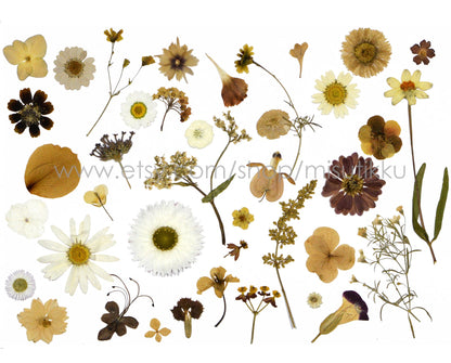 100 PCS Set Pressed Dried Flowers, Ivory White Flowers Assorted, Brown Flower Stems, Real Dried Pressed Flower, Mix Flat White Flowers