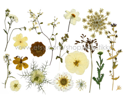 100 PCS Set Pressed Dried Flowers, Ivory White Flowers Assorted, Brown Flower Stems, Real Dried Pressed Flower, Mix Flat White Flowers