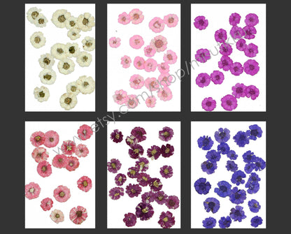 20 PCS Set (1-2CM) Dried Pressed Flowers, Mixed Flat Pressed Flowers Bulk, Pressed Dried Small Flowers , Dry Real Tiny Flower For Nail Art