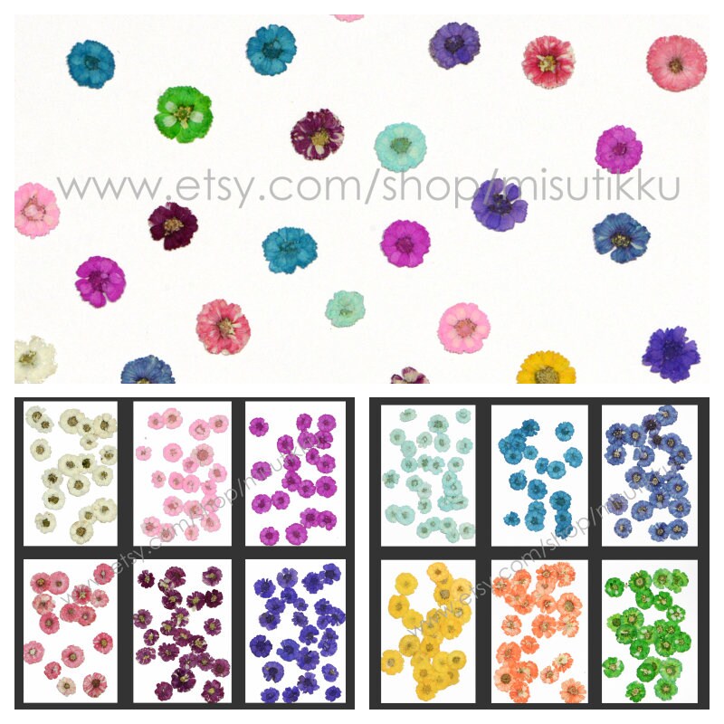 20PCS/Set (1-1.5CM) Tiny Dried Pressed Flowers Flat Flower Real Small Natural Pressed Flat Flower Daisy Verbena Mix Dry Preserved Wildflower