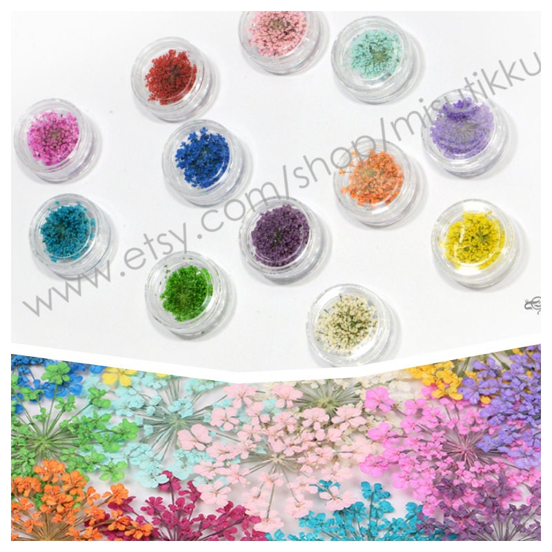 A Box X 12 Color (140 PCS) Pressed Flower Queen ANNE's Lace Dry Pressed Real Flowers Dried Wildflower Preserved Flowers Preservation Petals