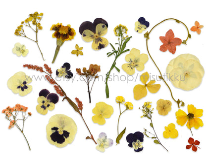 20 PCS Set Dried Pressed Yellow Flower Bulk, Real Pressed Orange Flower Stems, Flat Pressed Flower,Pressed Dried Flower Variety Pack