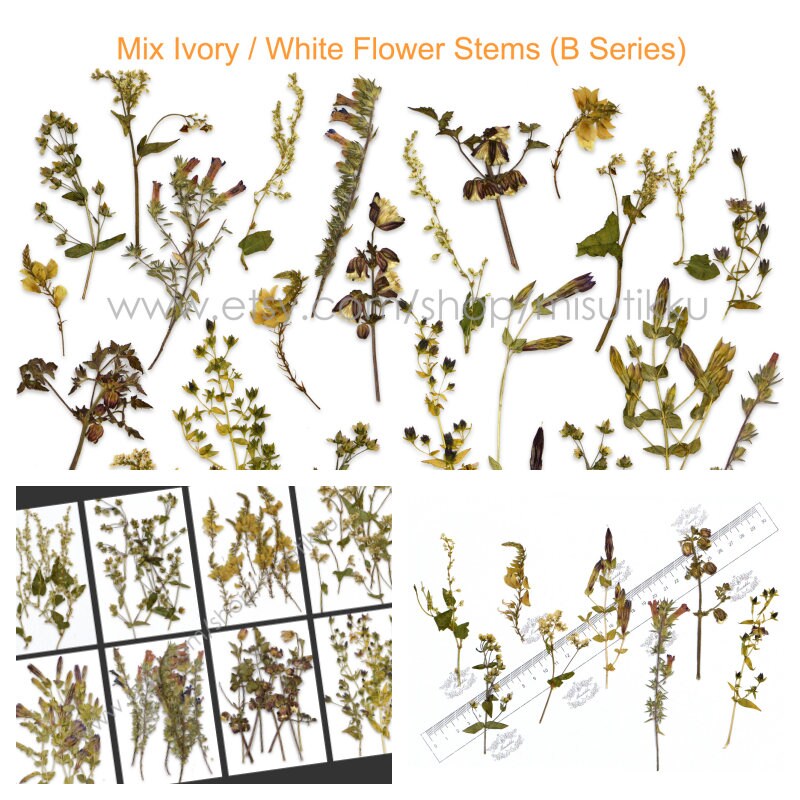 20 PCS Set Pressed Dried Flower Stems, Mixed Ivory White Flowers, Real Dried Pressed White Flowers, Preserved Brown Flat Flowers with Stem