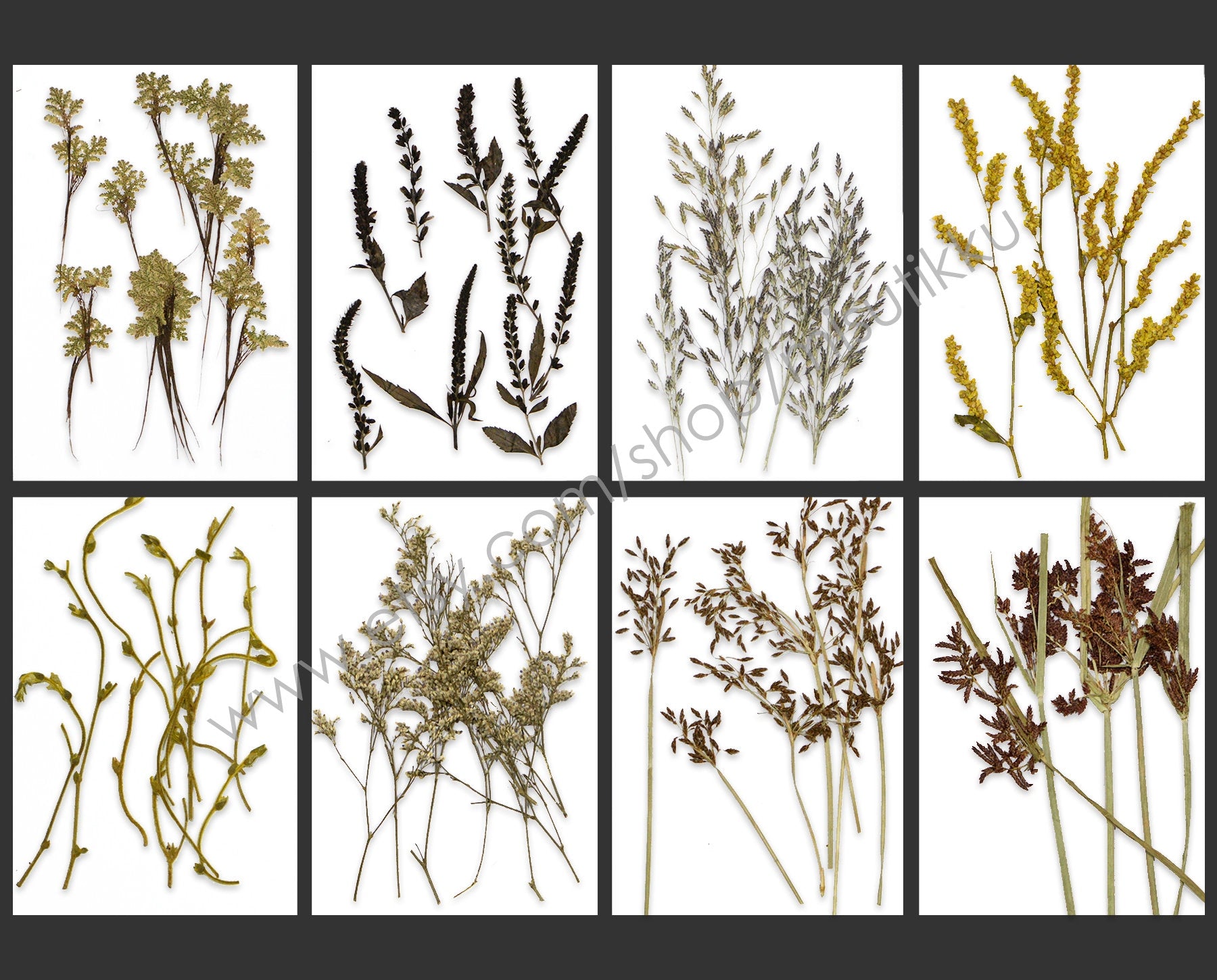20 PCS/Pack REAL Pressed Leaves Grass Brown Pressed Dried Flowers Stems Leaf Flat pressed flower green Fern foliage Floral Dry Leaf Greeny