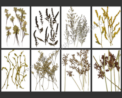 20 PCS/Pack REAL Pressed Leaves Grass Brown Pressed Dried Flowers Stems Leaf Flat pressed flower green Fern foliage Floral Dry Leaf Greeny