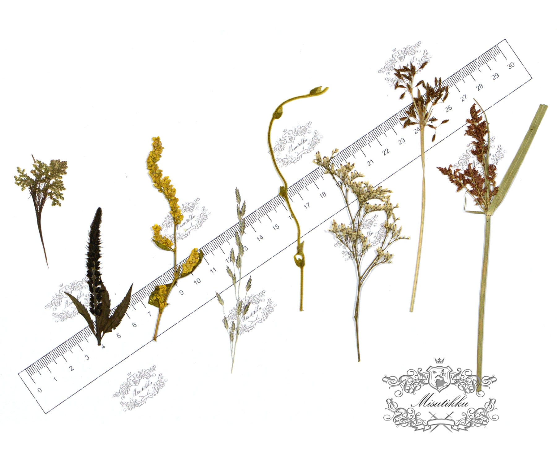 20 PCS/Pack REAL Pressed Leaves Grass Brown Pressed Dried Flowers Stems Leaf Flat pressed flower green Fern foliage Floral Dry Leaf Greeny