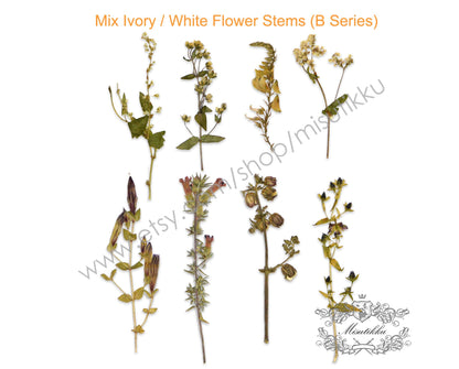 20 PCS Set Pressed Flower with Stems, Ivory Pressed Flower Dried, Pressed White Flat Dry Flowers, Preserved Real Dried Wild Flowers Foliage