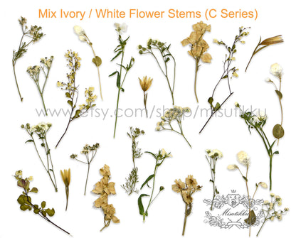 20 PCS Pack Mixed Pressed Flower , Dried Pressed Flower Stems, Pressed Flower Wild, Pressed White Flowers, Dry pressed flat flowers Bulk