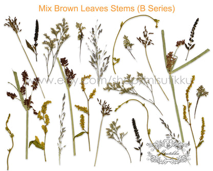 Set of 20 PCS REAL Pressed Grass Leaves Pressed Dried Flowers Stems Brown Leaf Flat pressed flower green Dry Fern foliage Floral Leaf Greeny